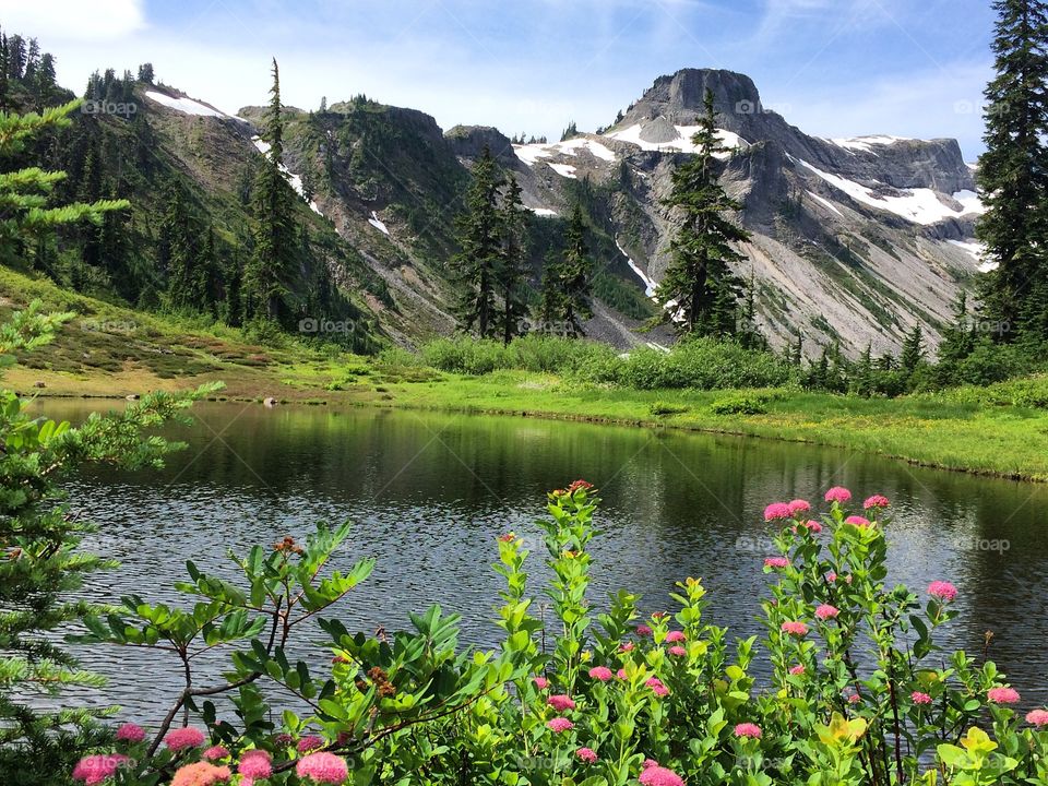 Alpine flowers showing their glory along the Bagley Lakes Trail at Mount Baker in Washington State.