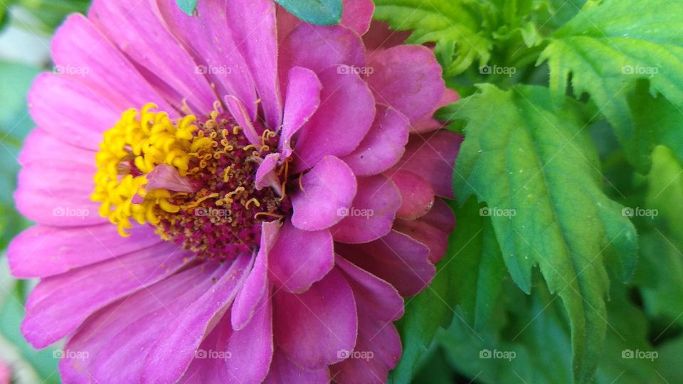 pink flower for lovers