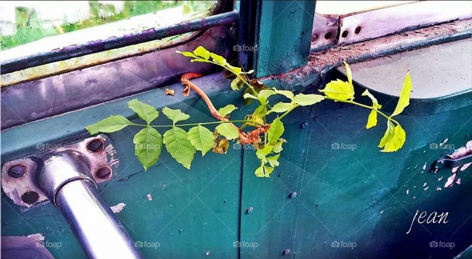 vine growing into vintage bus