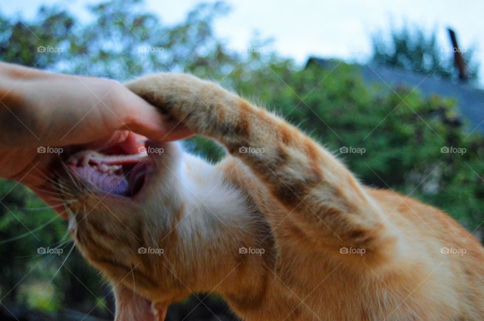 A cat playing with hand