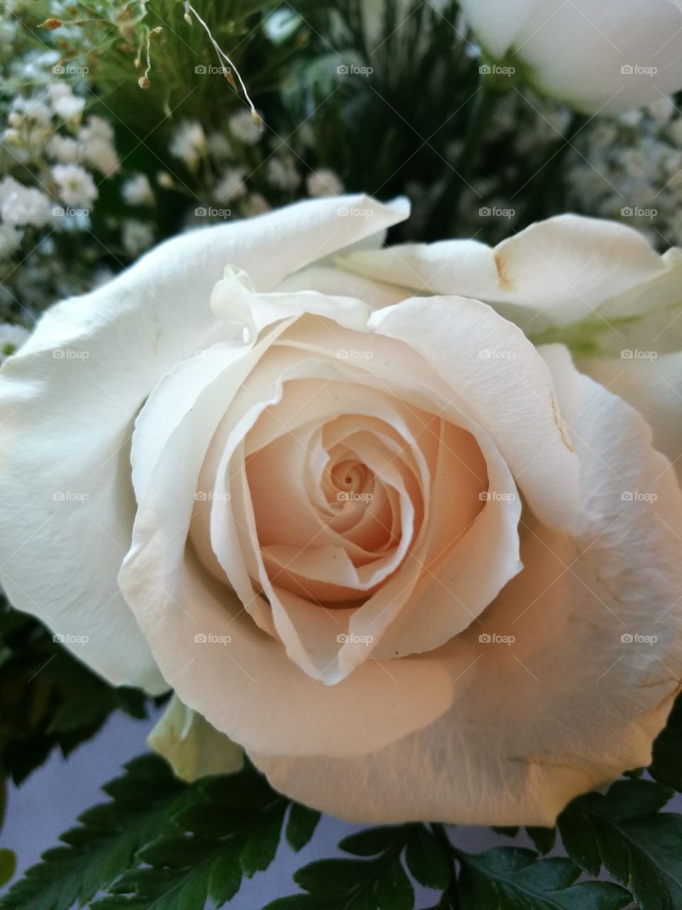 Sweet avalance rose