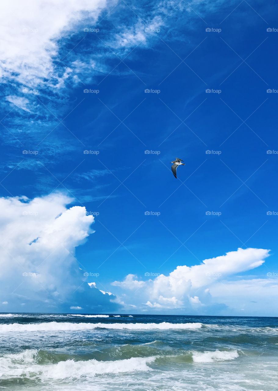 Seagull on the search for foot