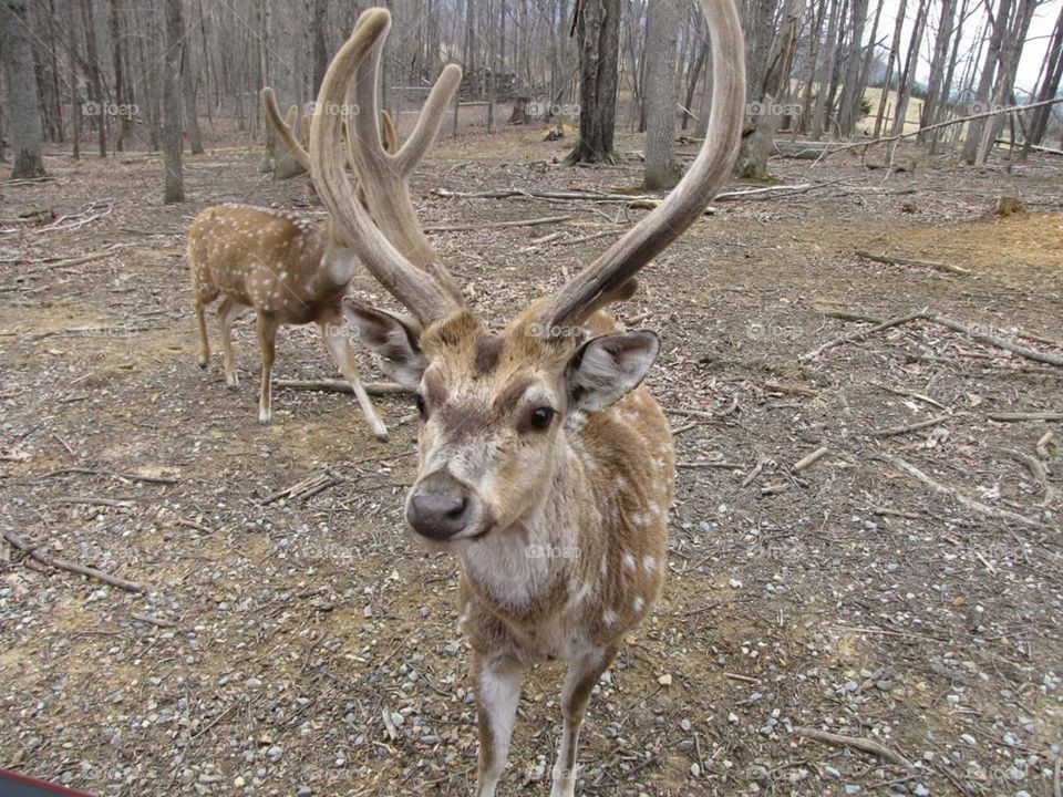 Reindeer. Virginia Safari Park