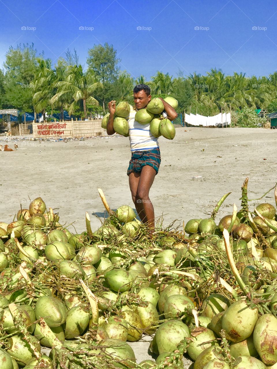 Carrying a bunch of Green Coconuts on the sea beach.....          A Beautiful Scenery of a Green Coconut Seller 🏝