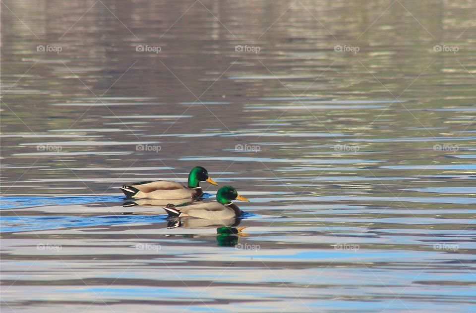 Wild ducks swimming together