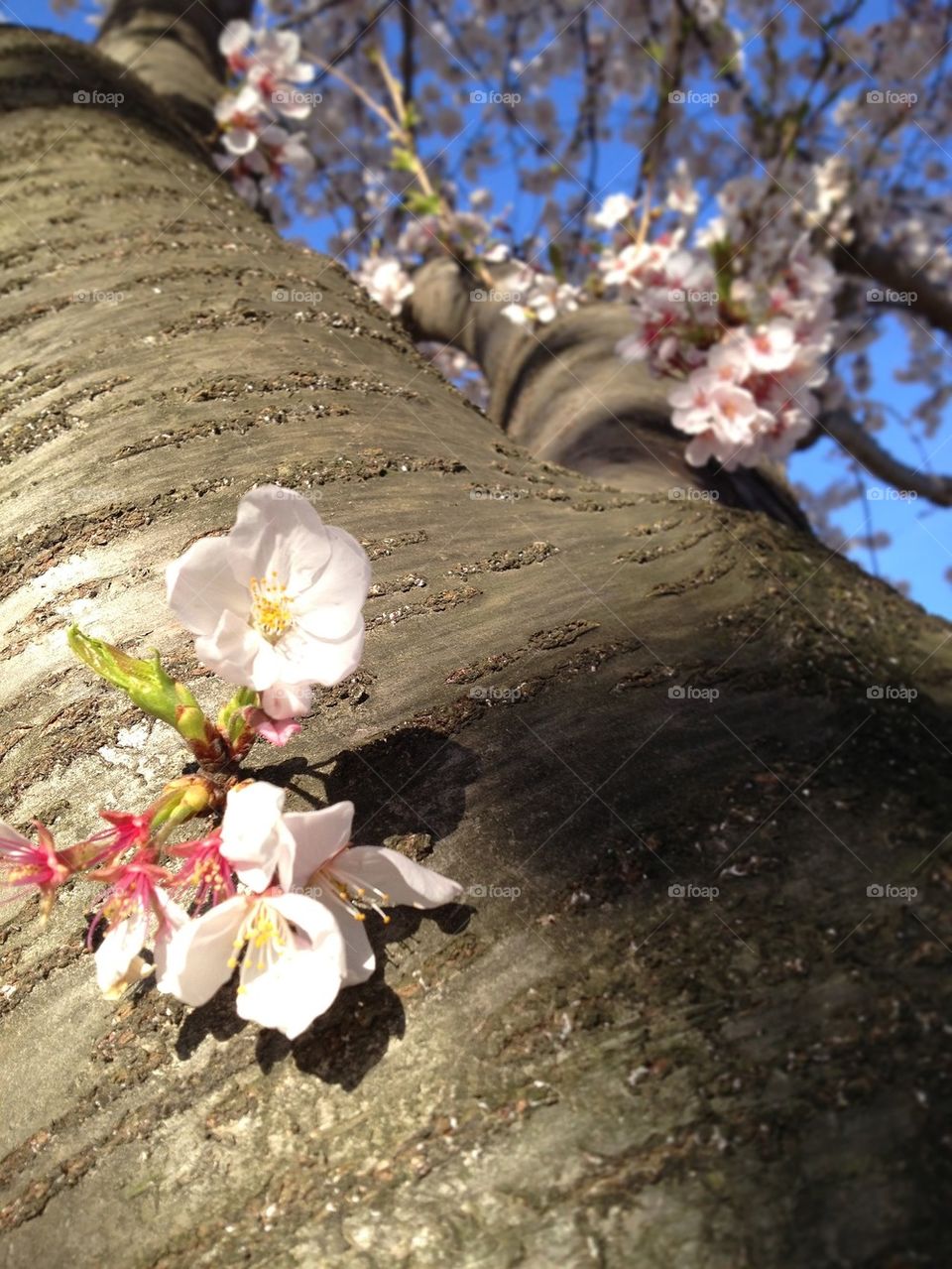 Last Week of the Cherry Blossoms
