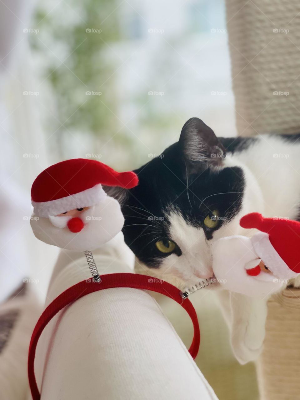 Tuxedo white and black European cat sitting on a cat tree looking at the camera, Christmas decorations and ornaments in the front 