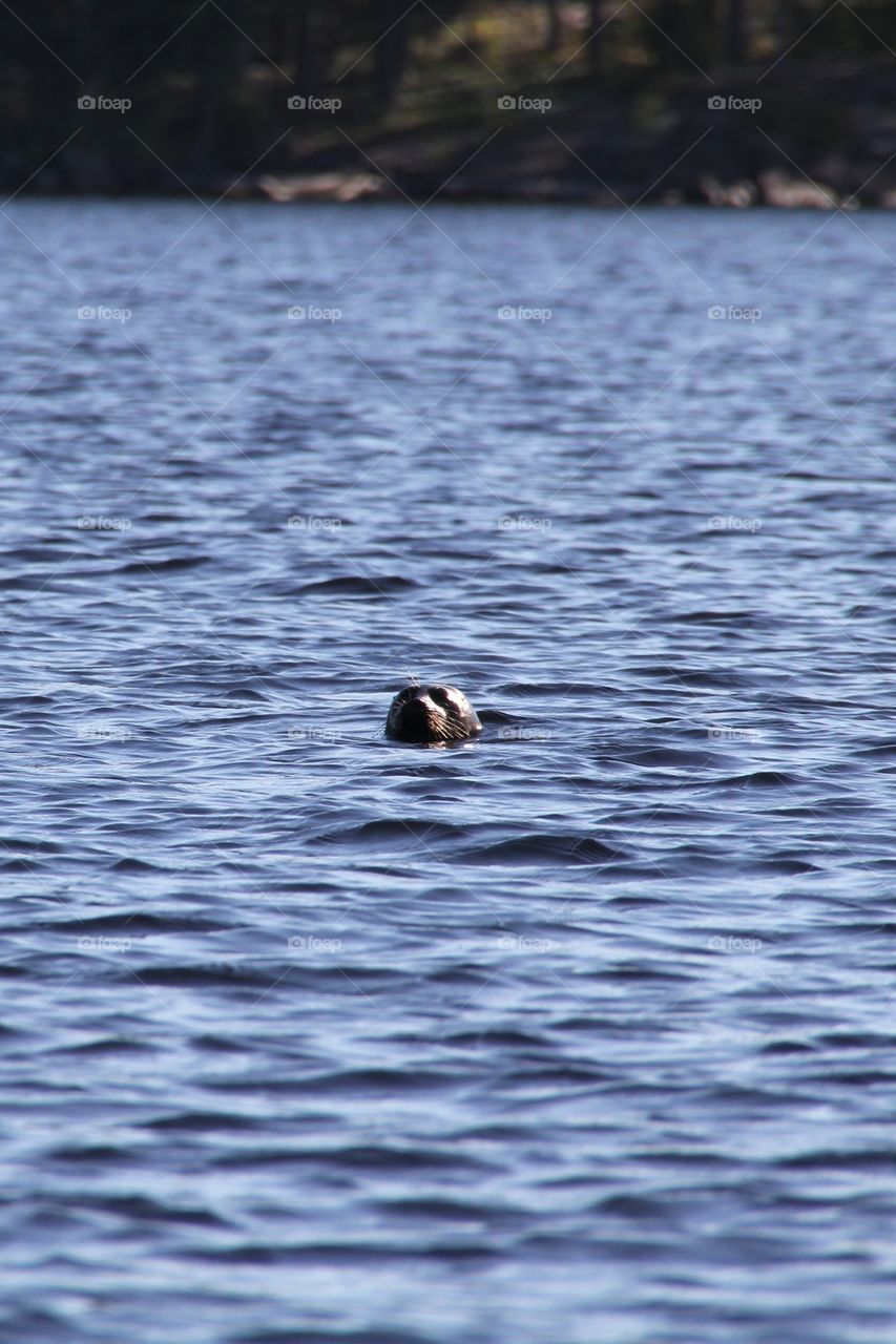 Saimaa ringed seal