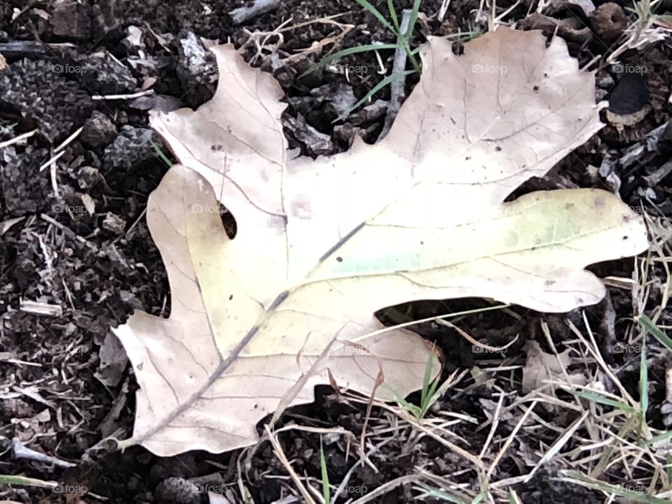 Dry fall acorn tree leaf