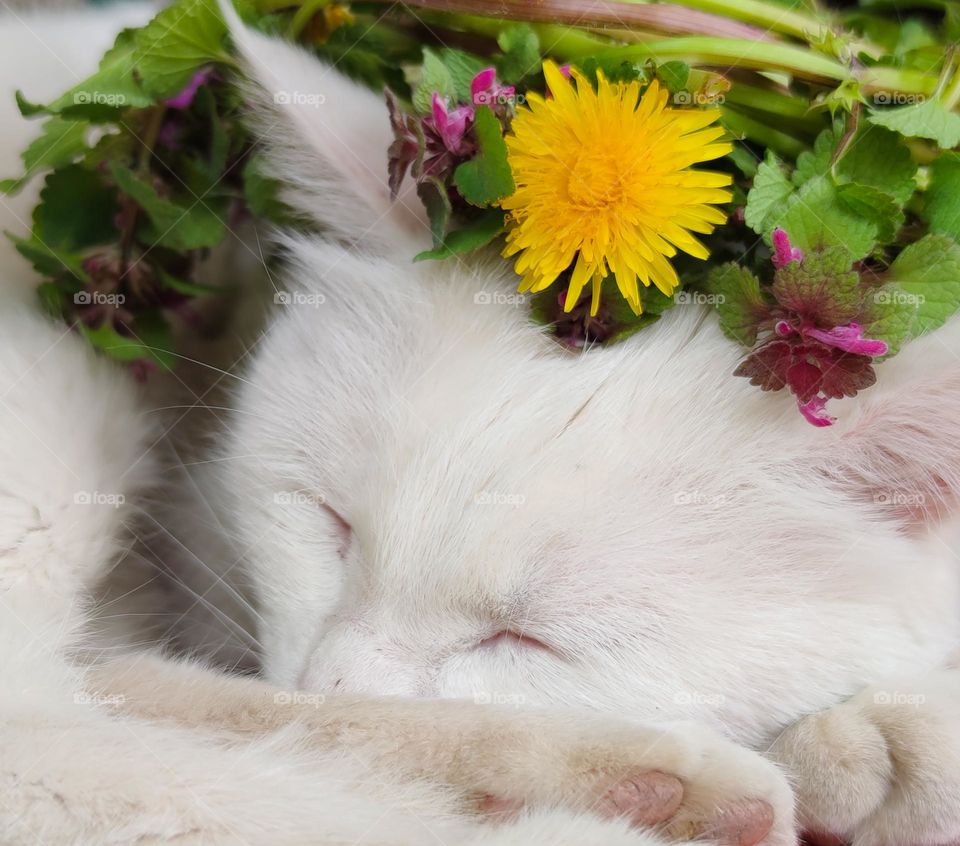 Kitty sleeping in flowers