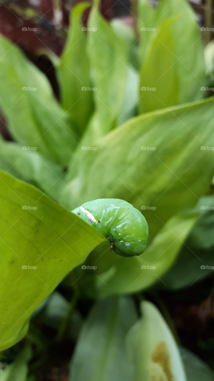 Green moth caterpillar on green background