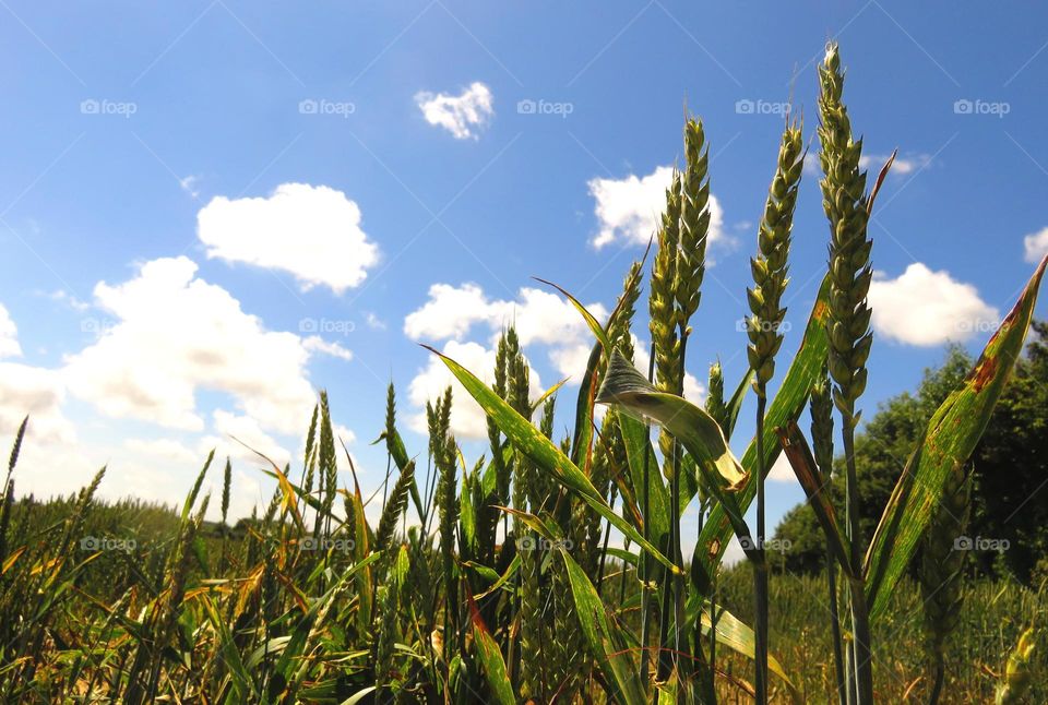 wheat in sky