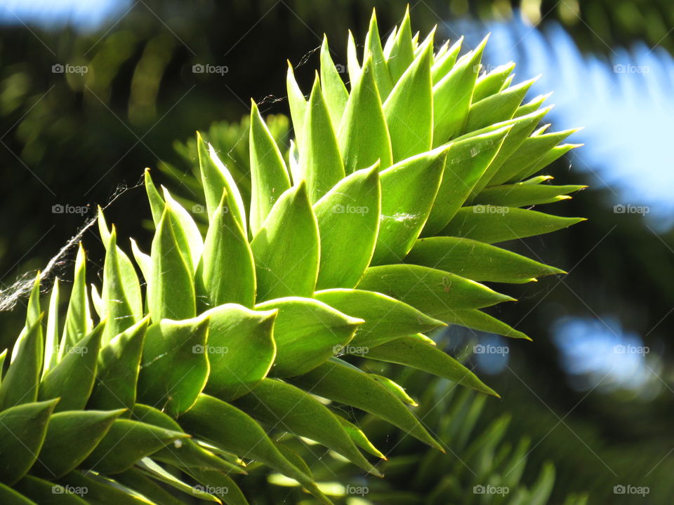 Araucaria araucana