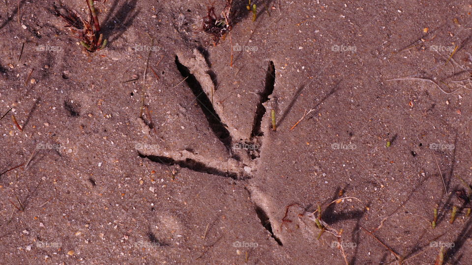 Bird footprint in sand