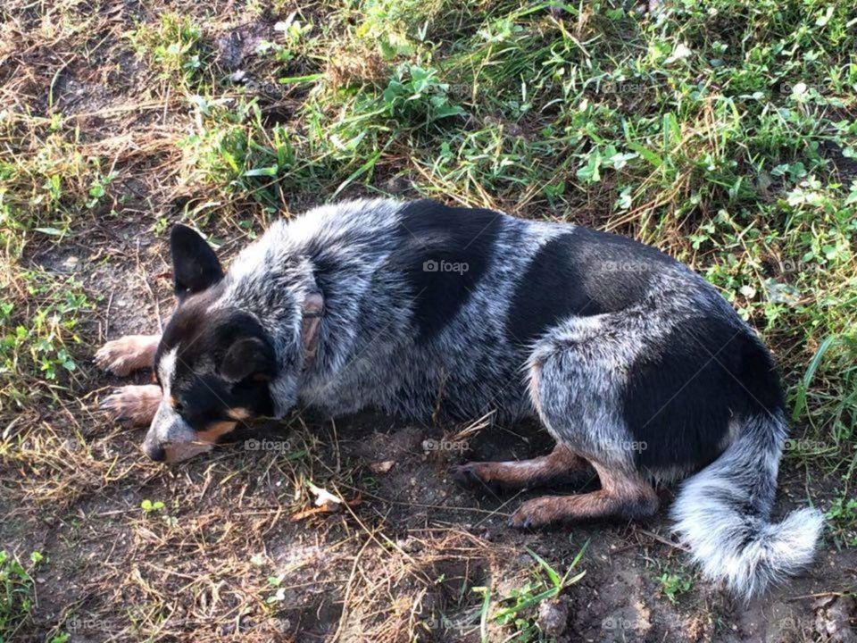 A friendly dog in the farm. I love this Australian blue heeler and he goes where I go.