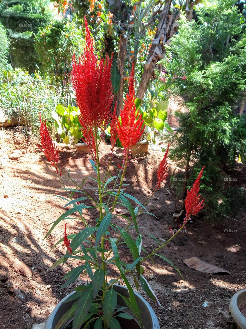 red plant