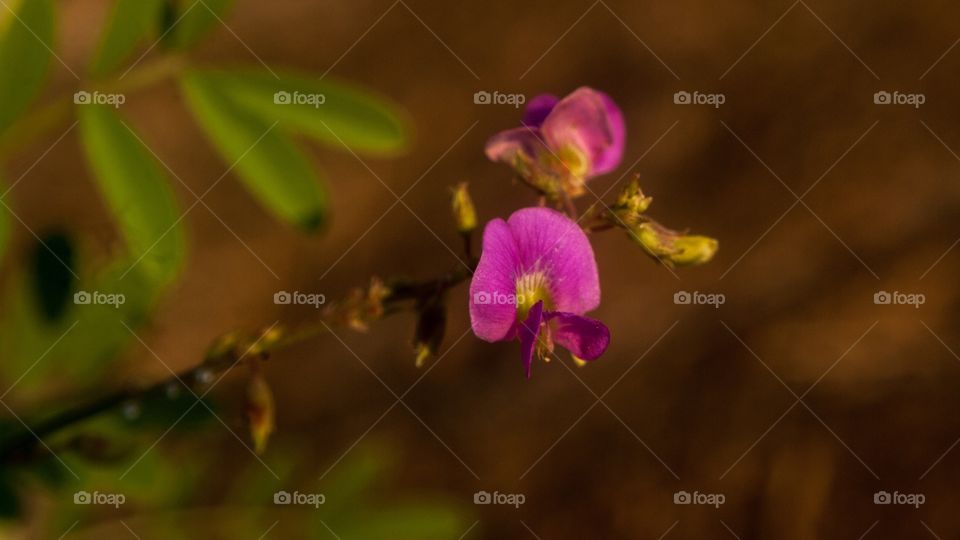 purple colour flowers 