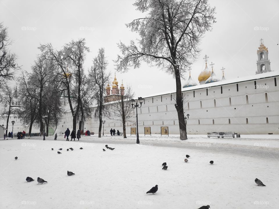 Зима, Лавра, Рождество, птицы, холод