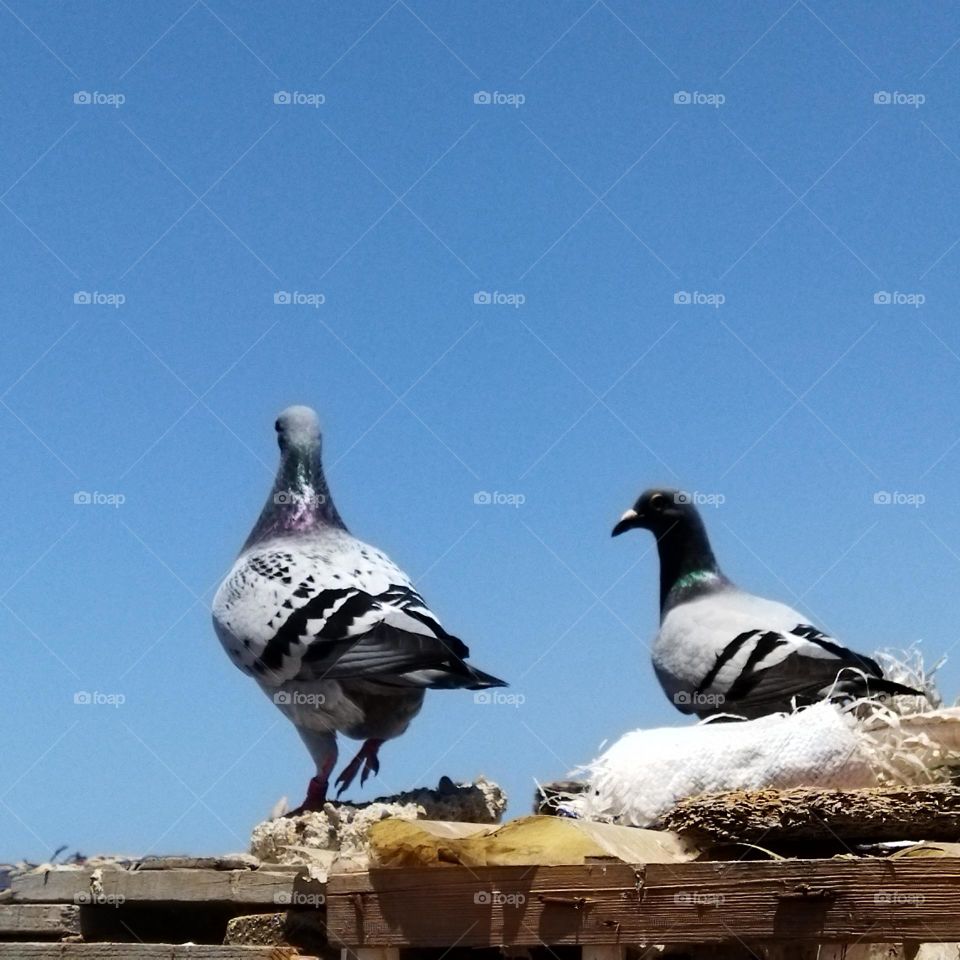 two pigeons looking at the sea