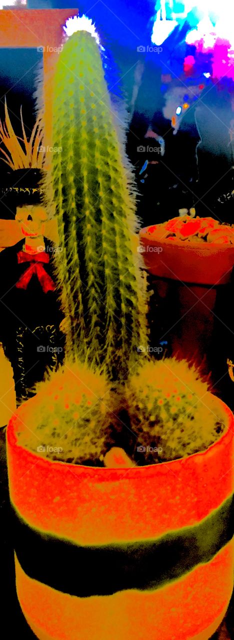 An abstract of an interesting looking cactus