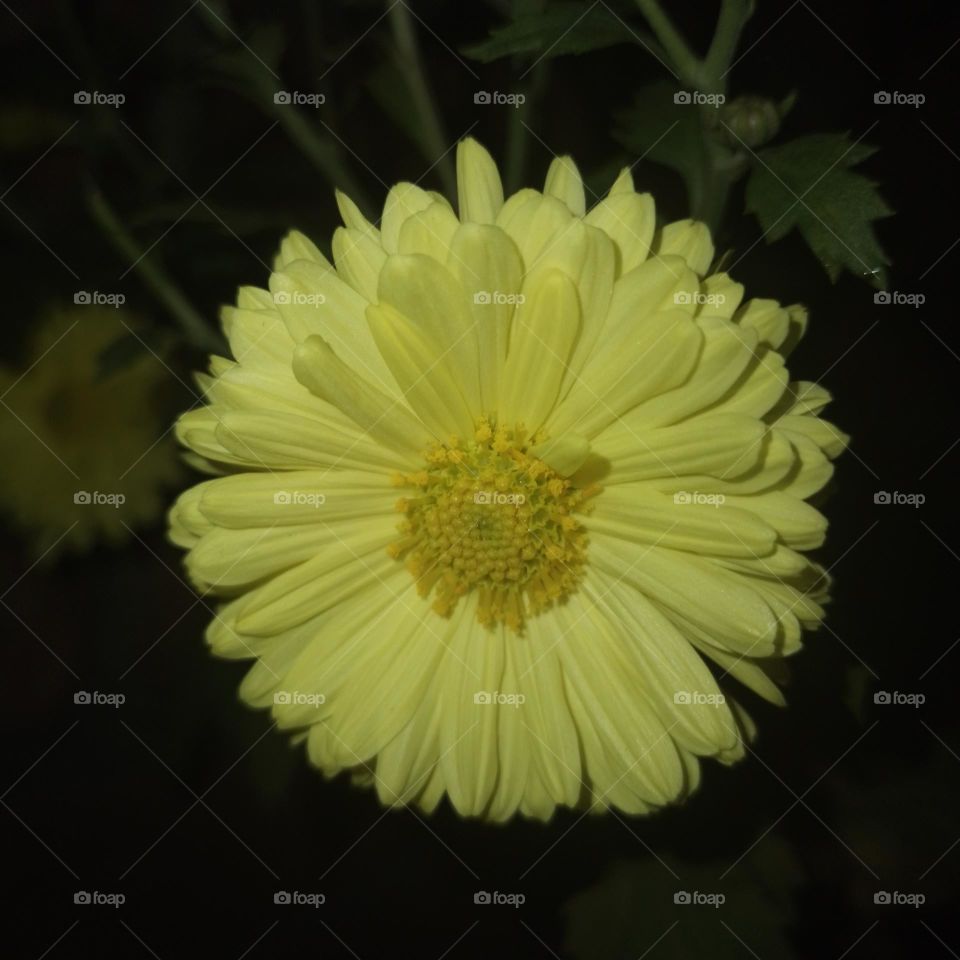 Chrysanthemum