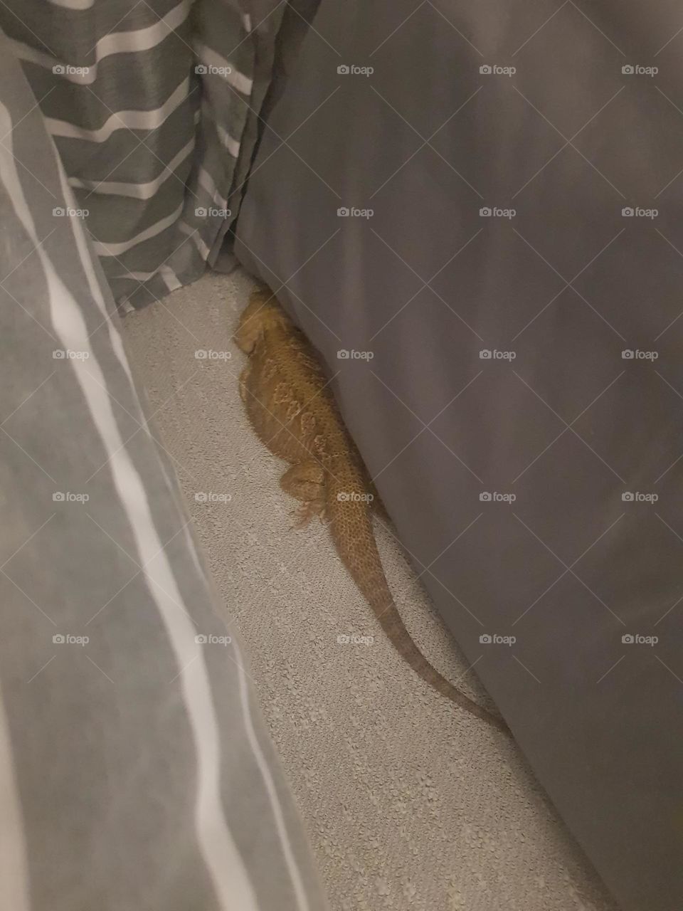 Bearded dragon sleeping in