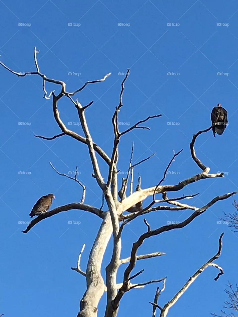 Vulture