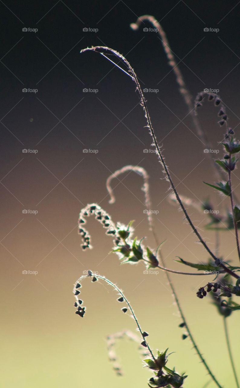 Dried ragweed in a field in autumn