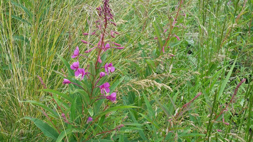 Flowers along the hiking trail