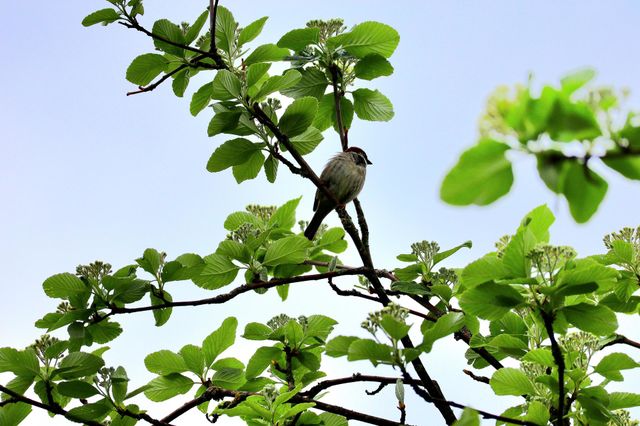 bird in freedom