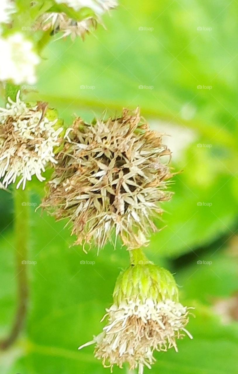 nature collection of flowers of weeds