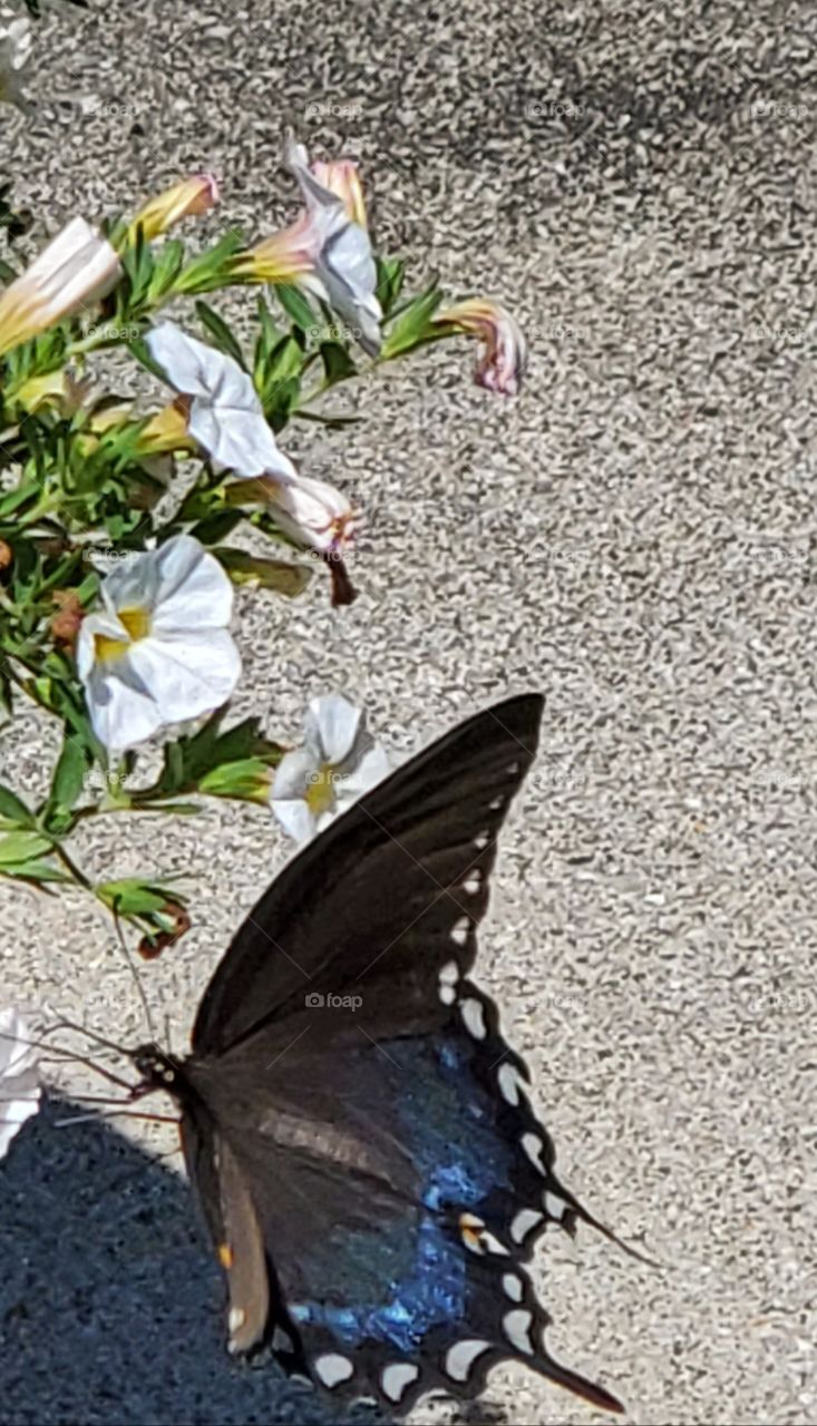 Beautiful Butterfly 🦋