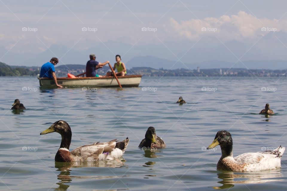 Wild Ducks And Boaters