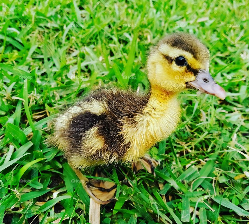 duckling