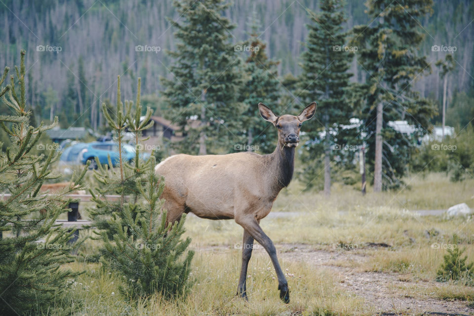 Deer in the mountains 