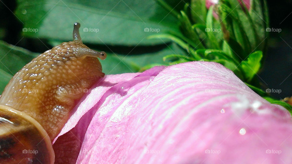 Snail eating flower pink hibiscus