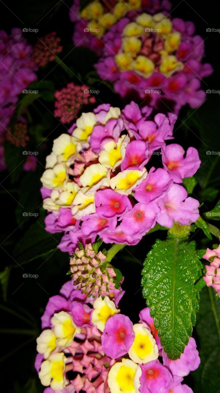 Flower, Nature, Flora, Leaf, Garden