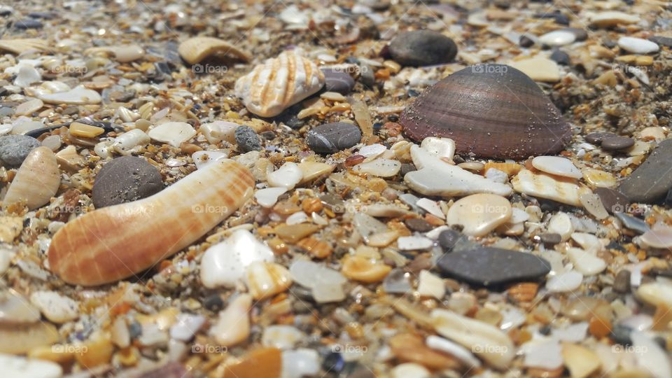 Sea shells and rocks on the beach