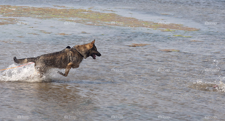 dog water vatten hund by scrooge