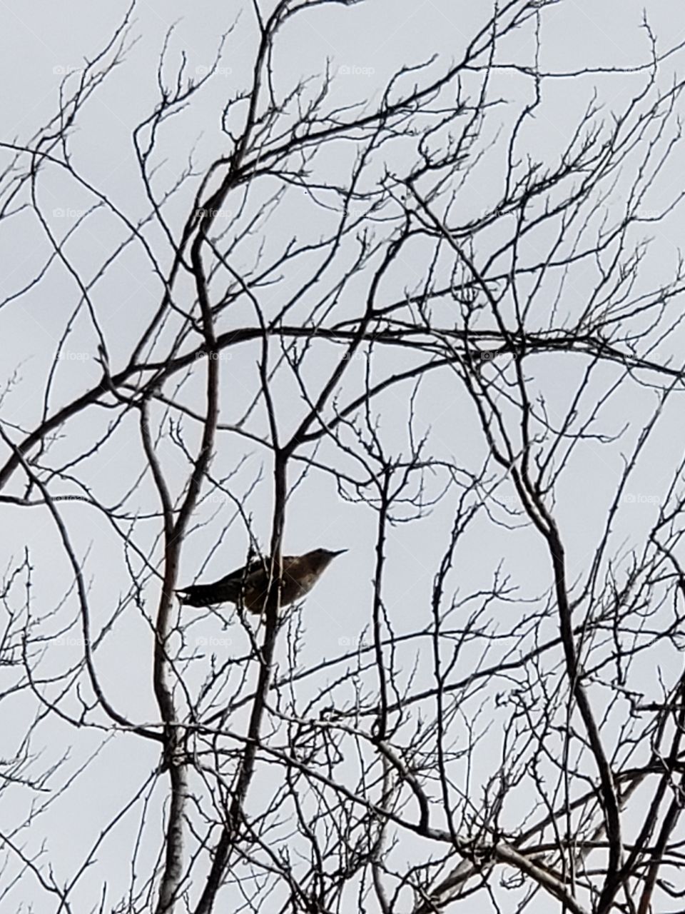 woodpecker in the tree