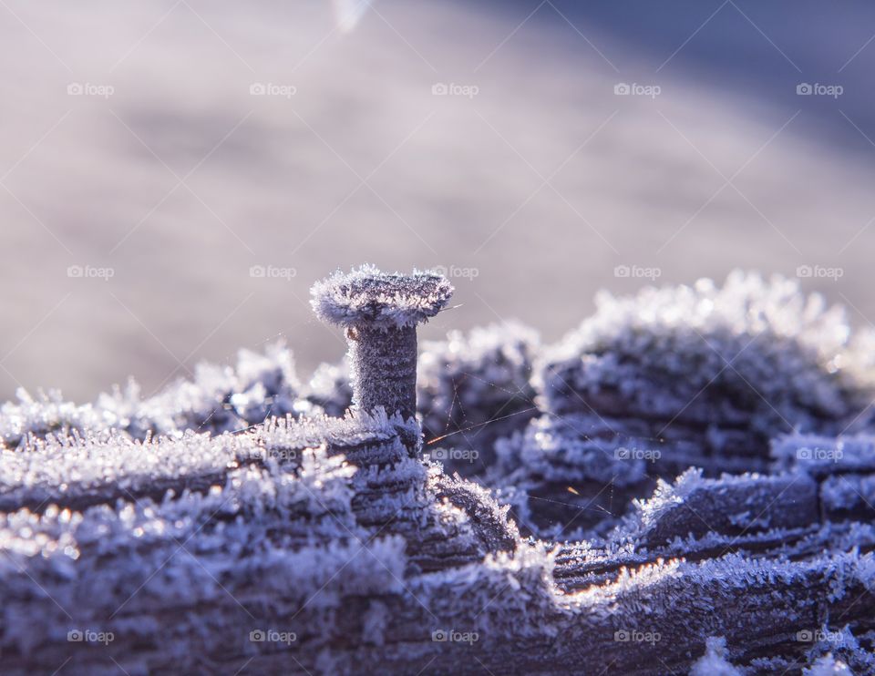Frozen Iron nail  Winter Nature Abstract 
