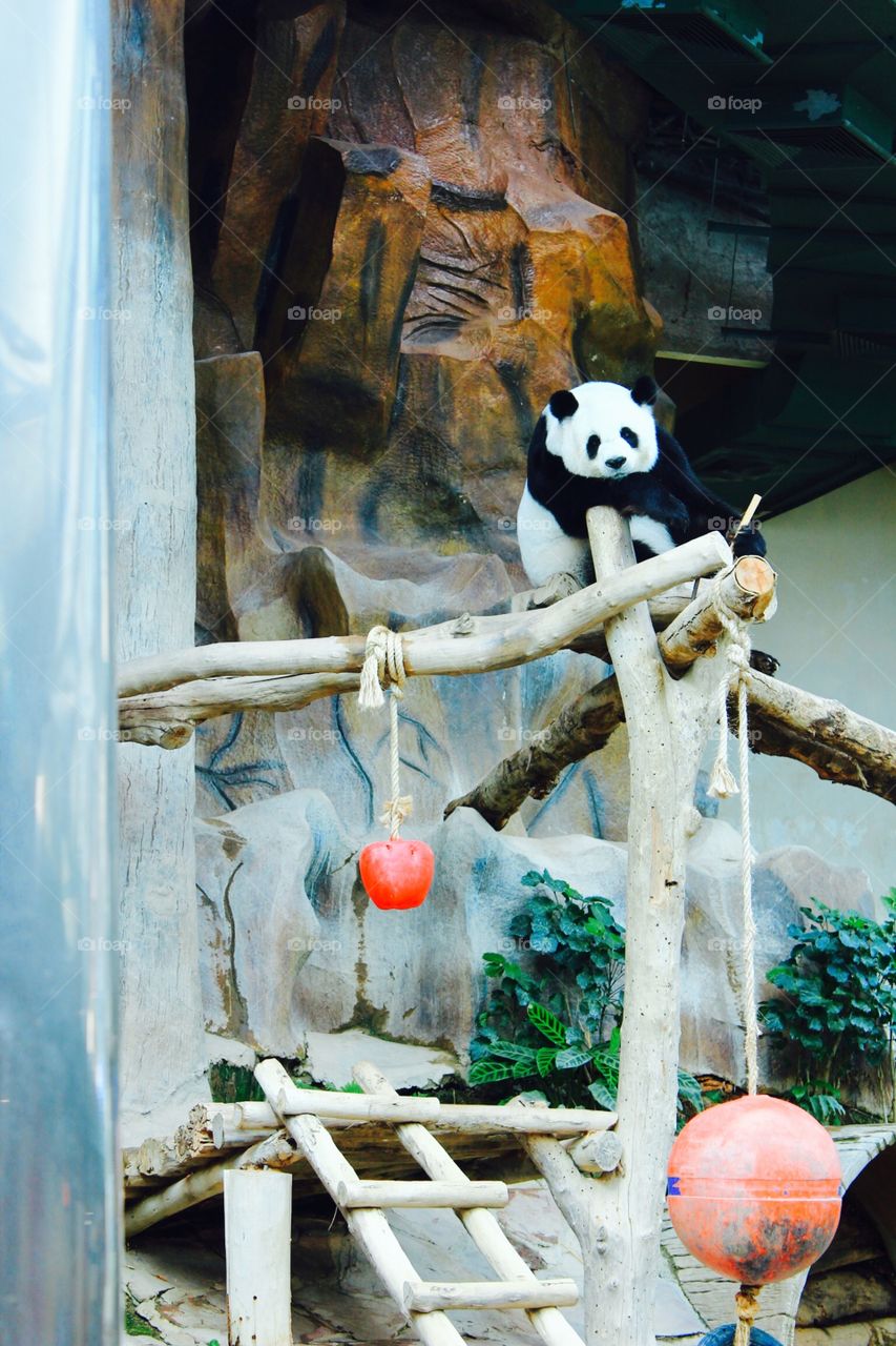 Panda in Chiang Mai Zoo