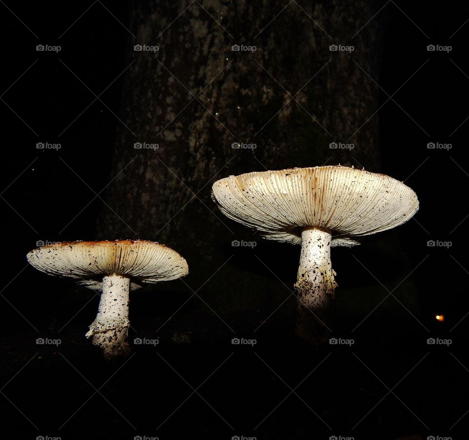 Floating mushrooms 