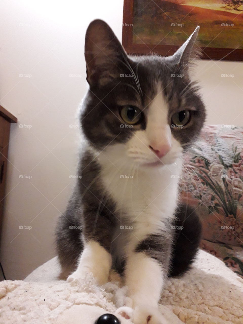 cat on a comfortable pillow