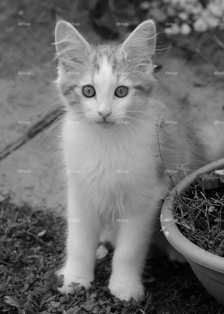 Kitten black and white :)