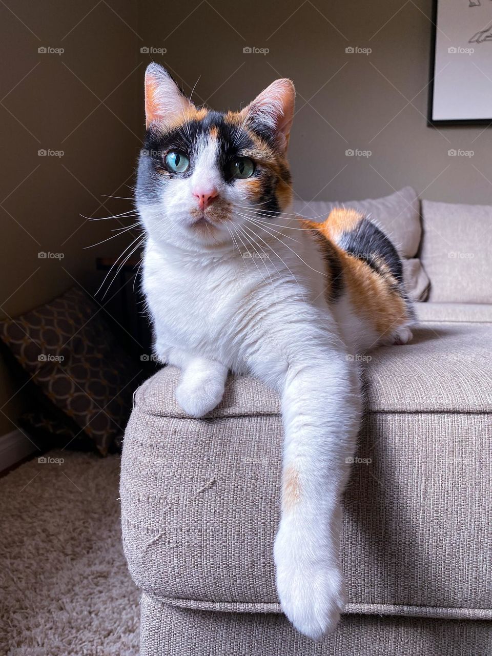 Low angle view of a calico cat lying on a couch 