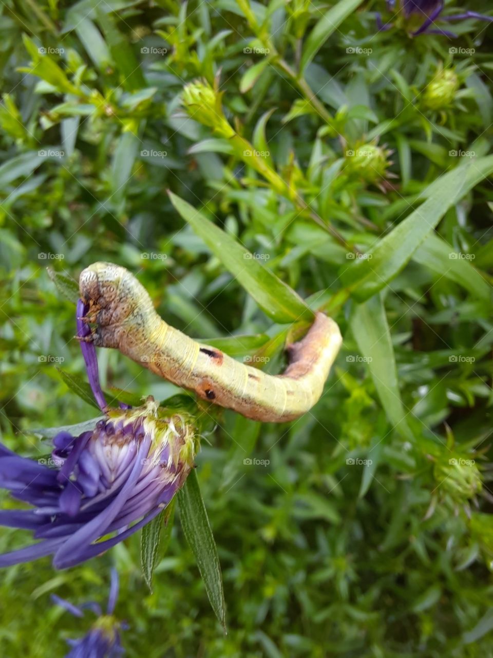 hungry caterpillar at lunch on purple aster