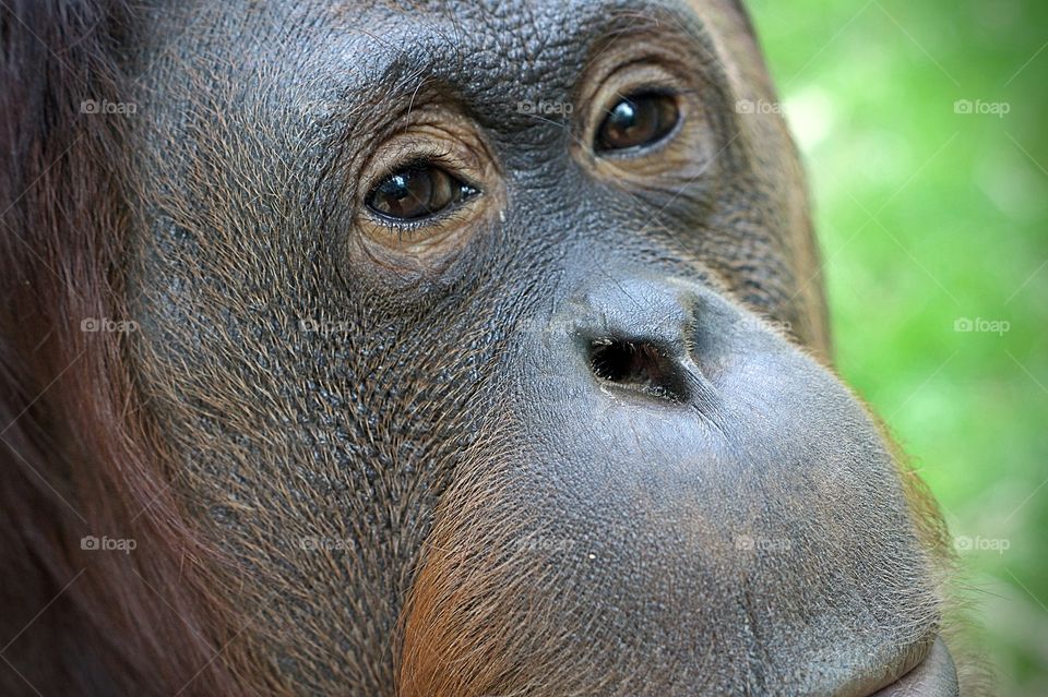 Orang Utan 