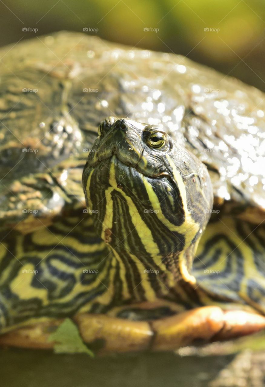 Smiling Terrapin