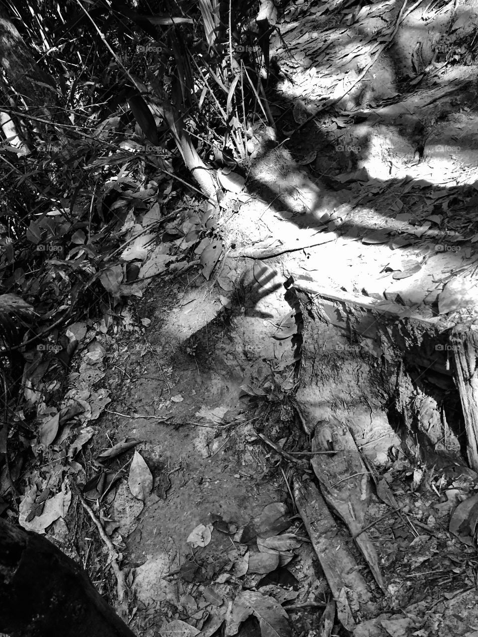 Shadow in jungle trekking 